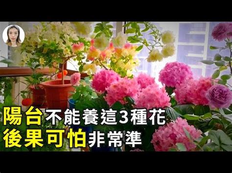 陽台多肉植物風水|陽台植物風水指南：打造美觀旺運的陽台 